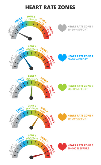 Vector infographic set of heart rate zones with effort – very light , light, moderate, hard, maximum zone during sport. Indicator gauge with color scale and arrow showing heart pulse BPM isolated on a white background