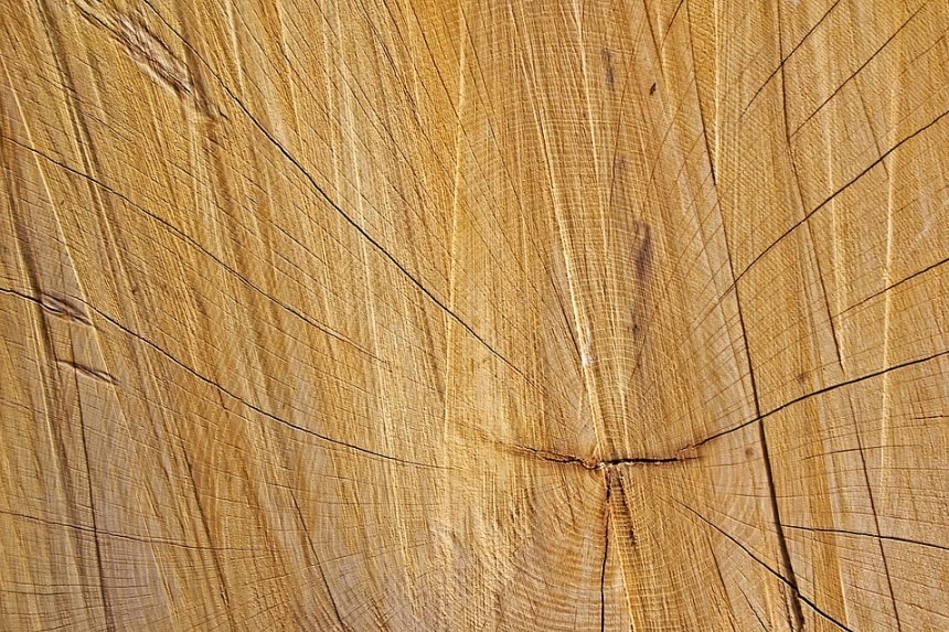 Why Pine May be Your Ideal Timber