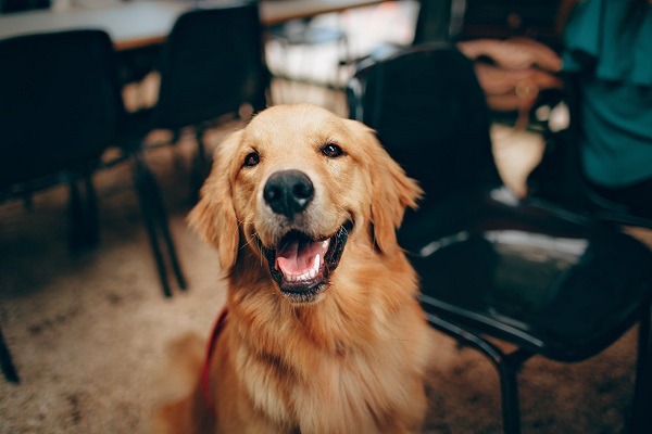 Raising A Happy Dog- Easy Tips To Curb Canine Anxiety