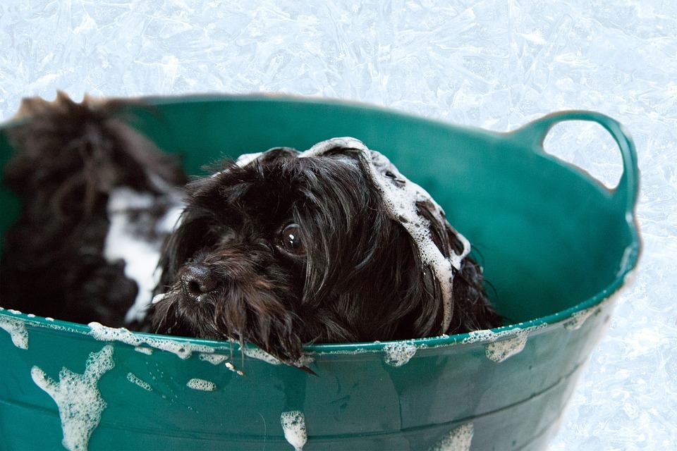 The Top 5 DIY Dog Grooming Mistakes to Avoid
