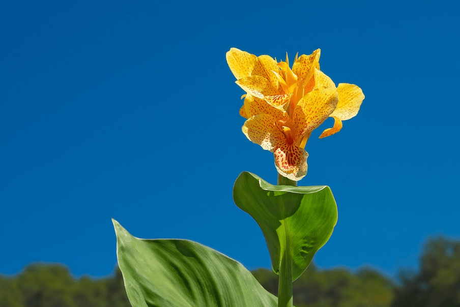 yellow canna flower