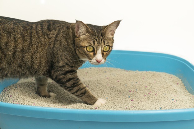 Here’s Your Comprehensive Litter Box Guide