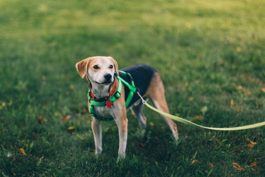 Some of the Best Dog Walking Safety Tips That You Must Know