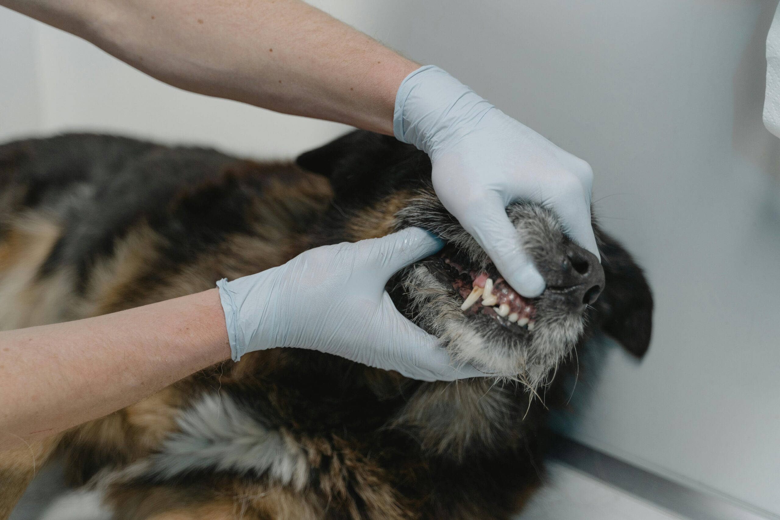 7 Simple Ways to Improve Your Dog’s Dental Health